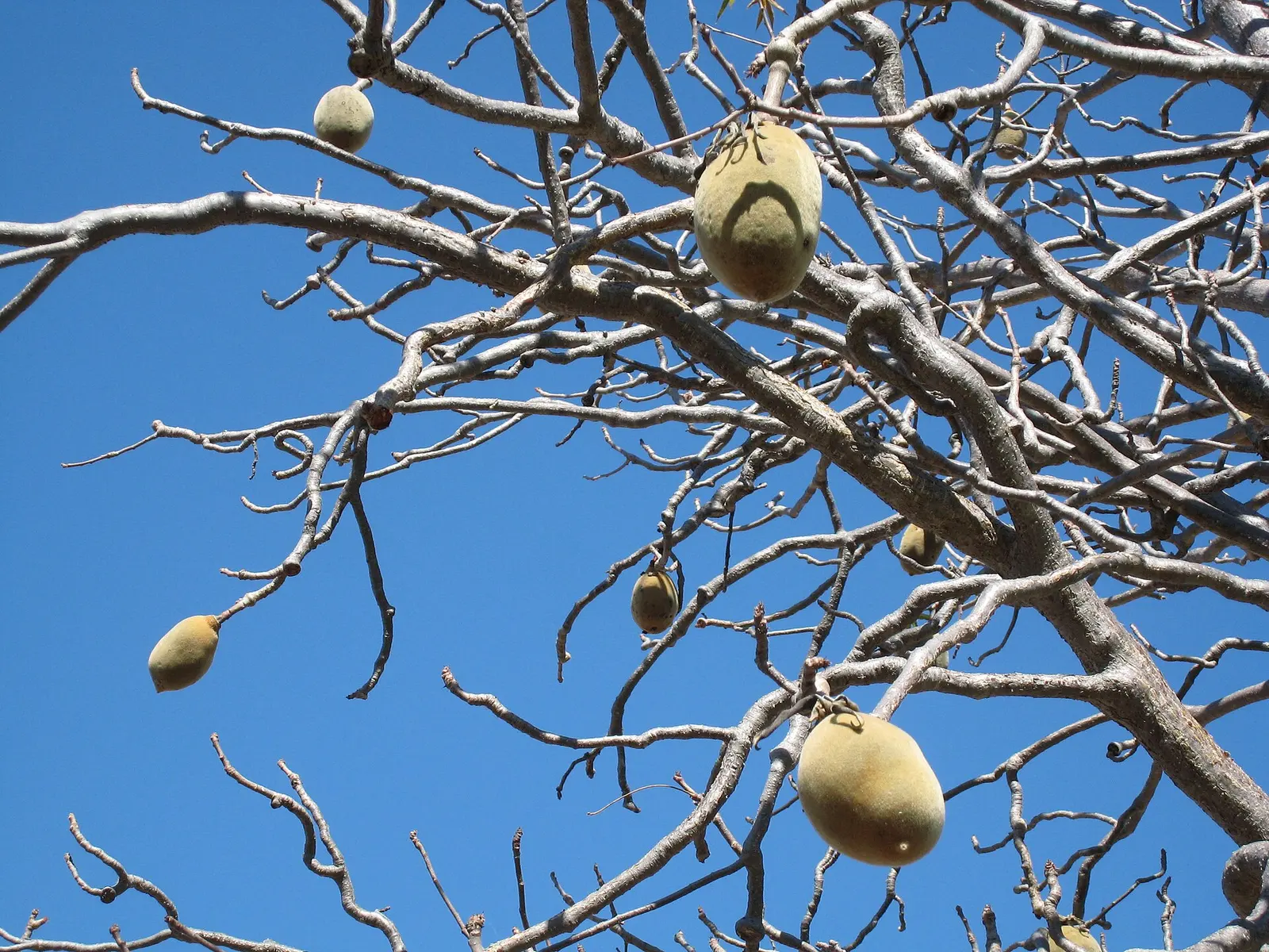 Hanging fruit of the Australian boab