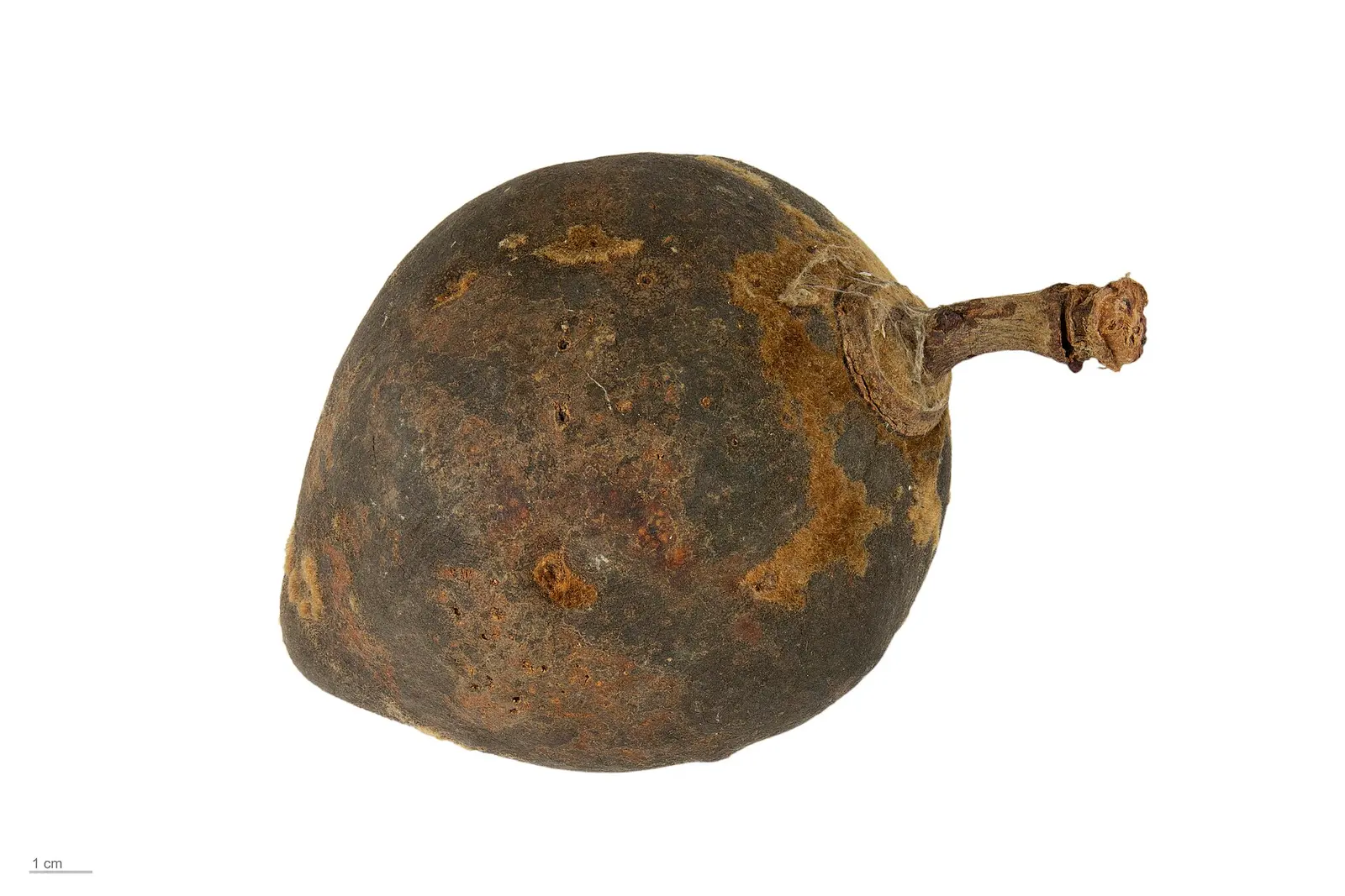 Fruit of Adansonia madagascariensis, the Malagasy baobab