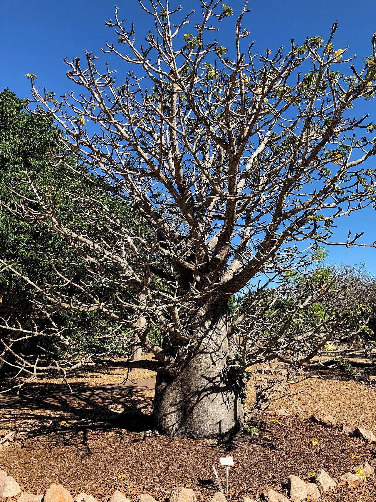 Perrier's baobab (Adansonia perrieri) tree with branching crown