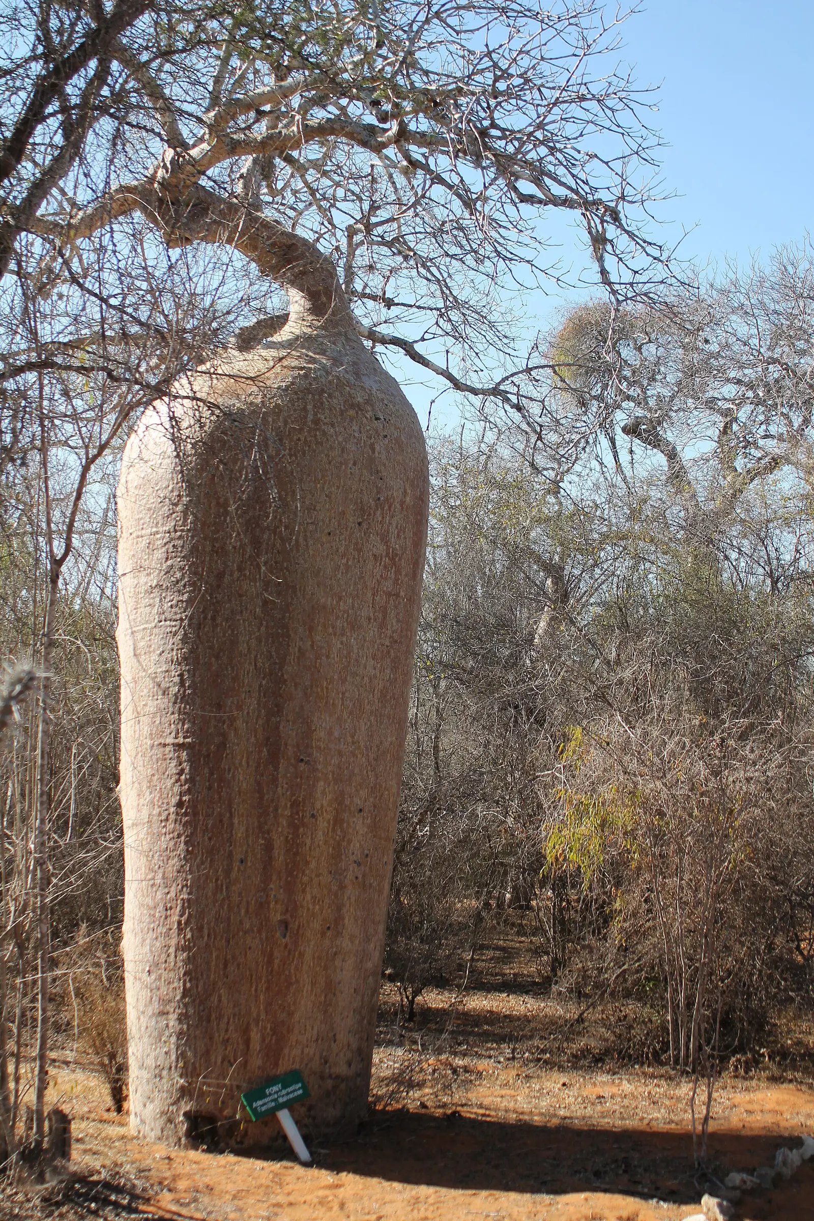 Bottle-shaped trunk of a Fony baobab (Adansonia rubrostipa)