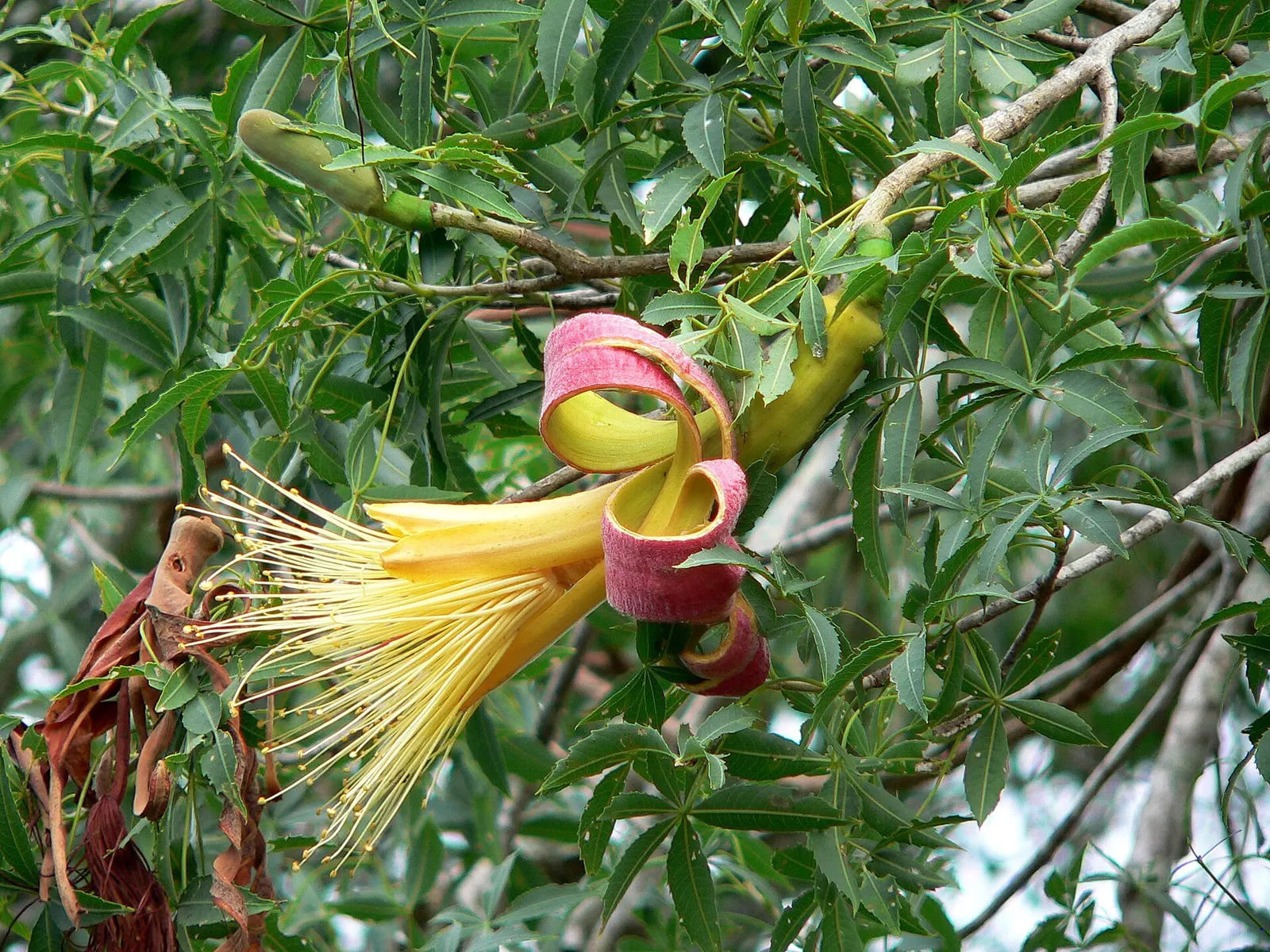 Red and yellow flower of the Fony baobab