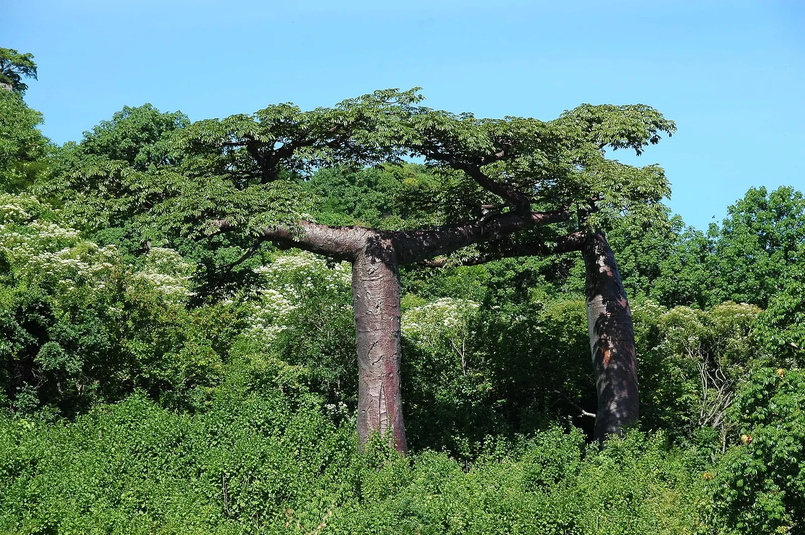 Suarez baobabs (Adansonia suarezensis) with flat-topped crowns in northern Madagascar