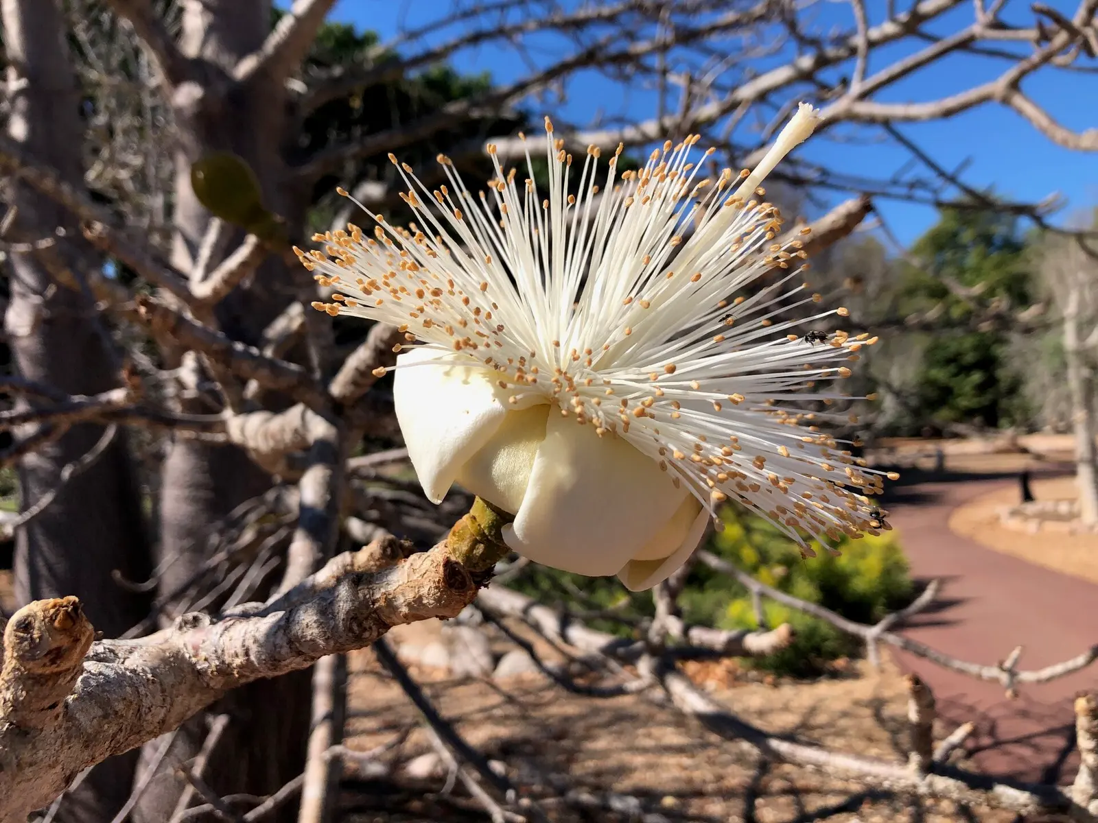 White brush-like flower of Adansonia suarezensis