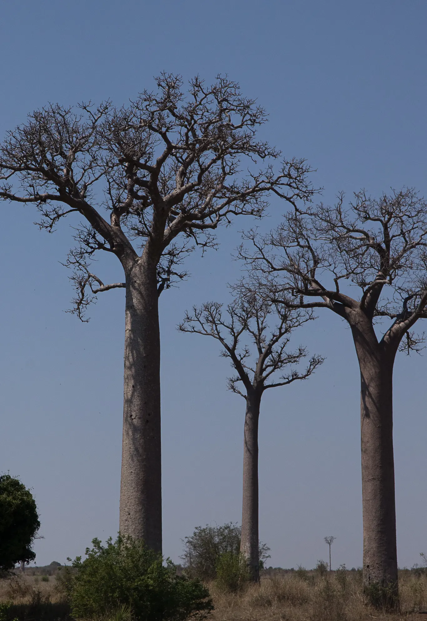 Tall, straight Za baobabs (Adansonia za) against a dusky sky