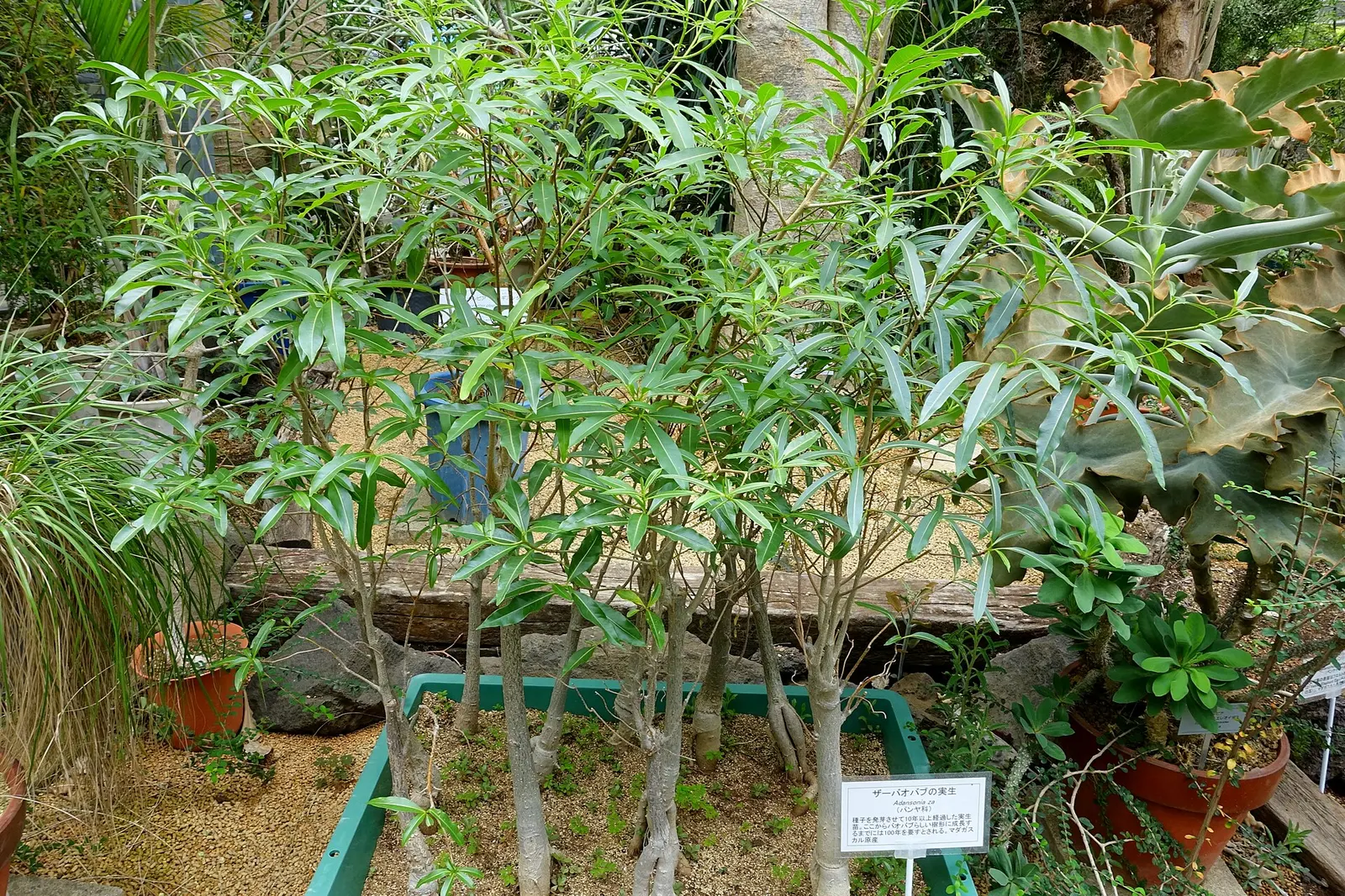 Young Za baobab trees growing in a greenhouse collection