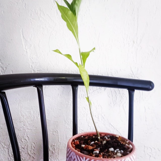 Photo from a buyer's review
