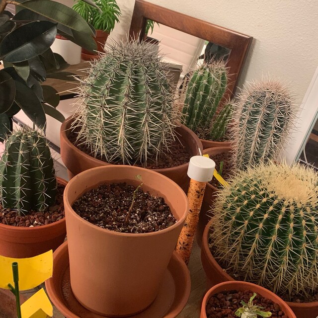 Photo from a buyer's review
