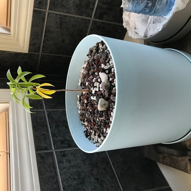 Photo from a buyer's review