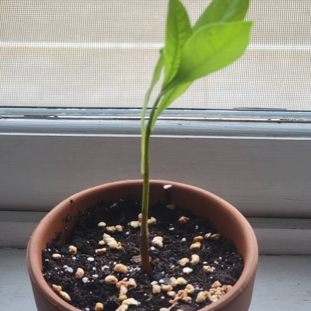Photo from a buyer's review