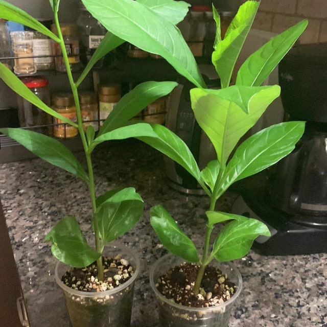 Photo from a buyer's review