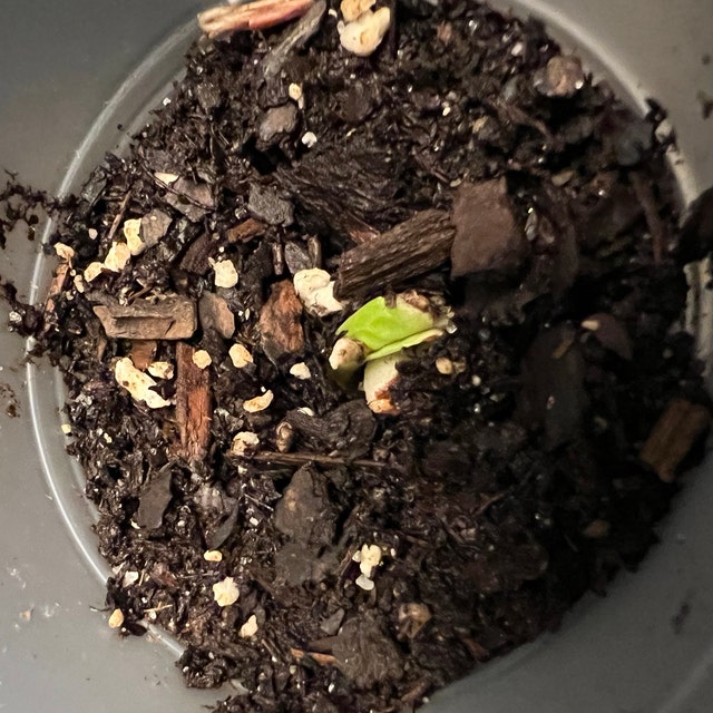 Photo from a buyer's review