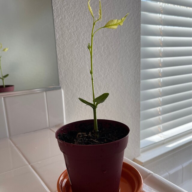 Photo from a buyer's review