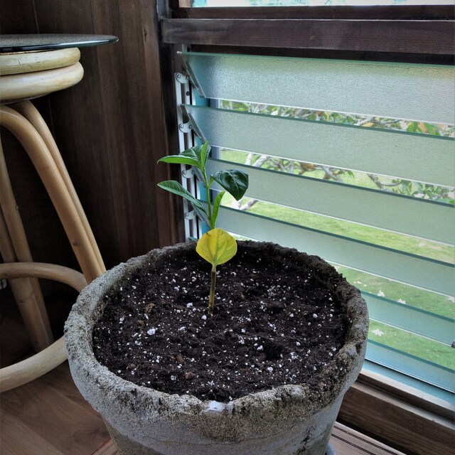 Photo from a buyer's review