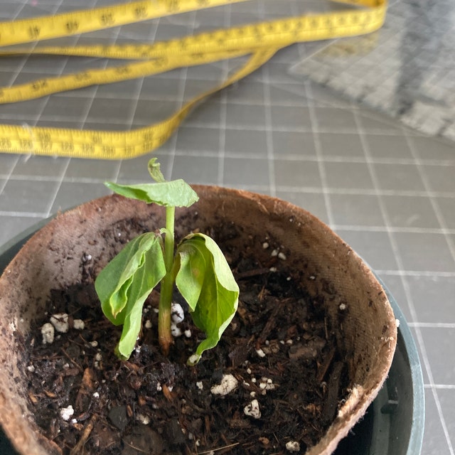 Photo from a buyer's review