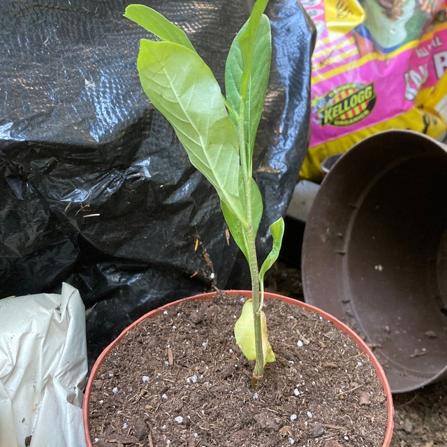 Photo from a buyer's review