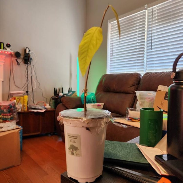 Photo from a buyer's review