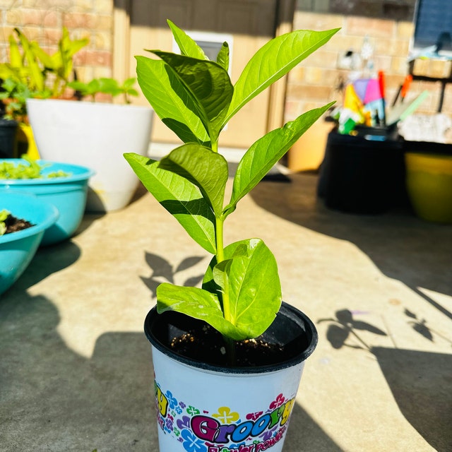 Photo from a buyer's review