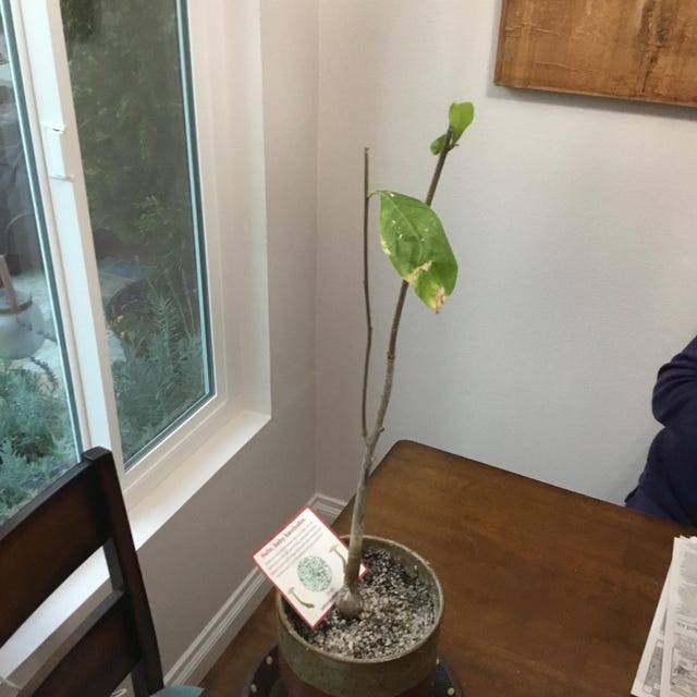 Photo from a buyer's review