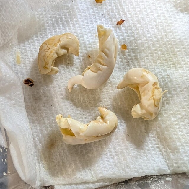 Photo from a buyer's review