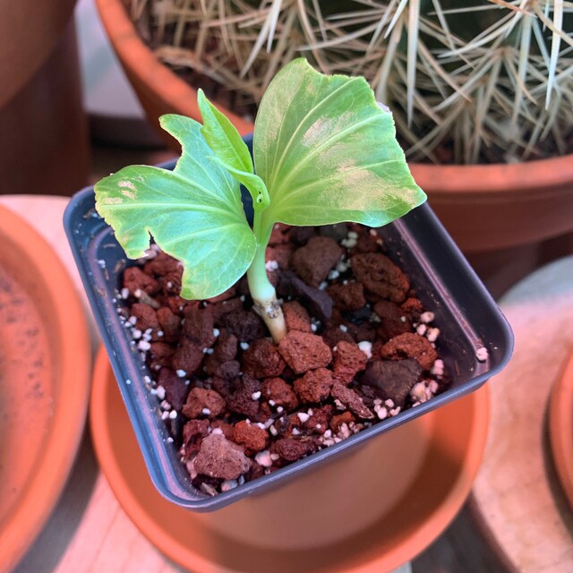 Photo from a buyer's review