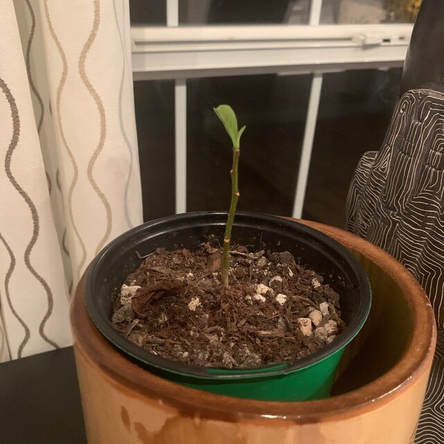 Photo from a buyer's review